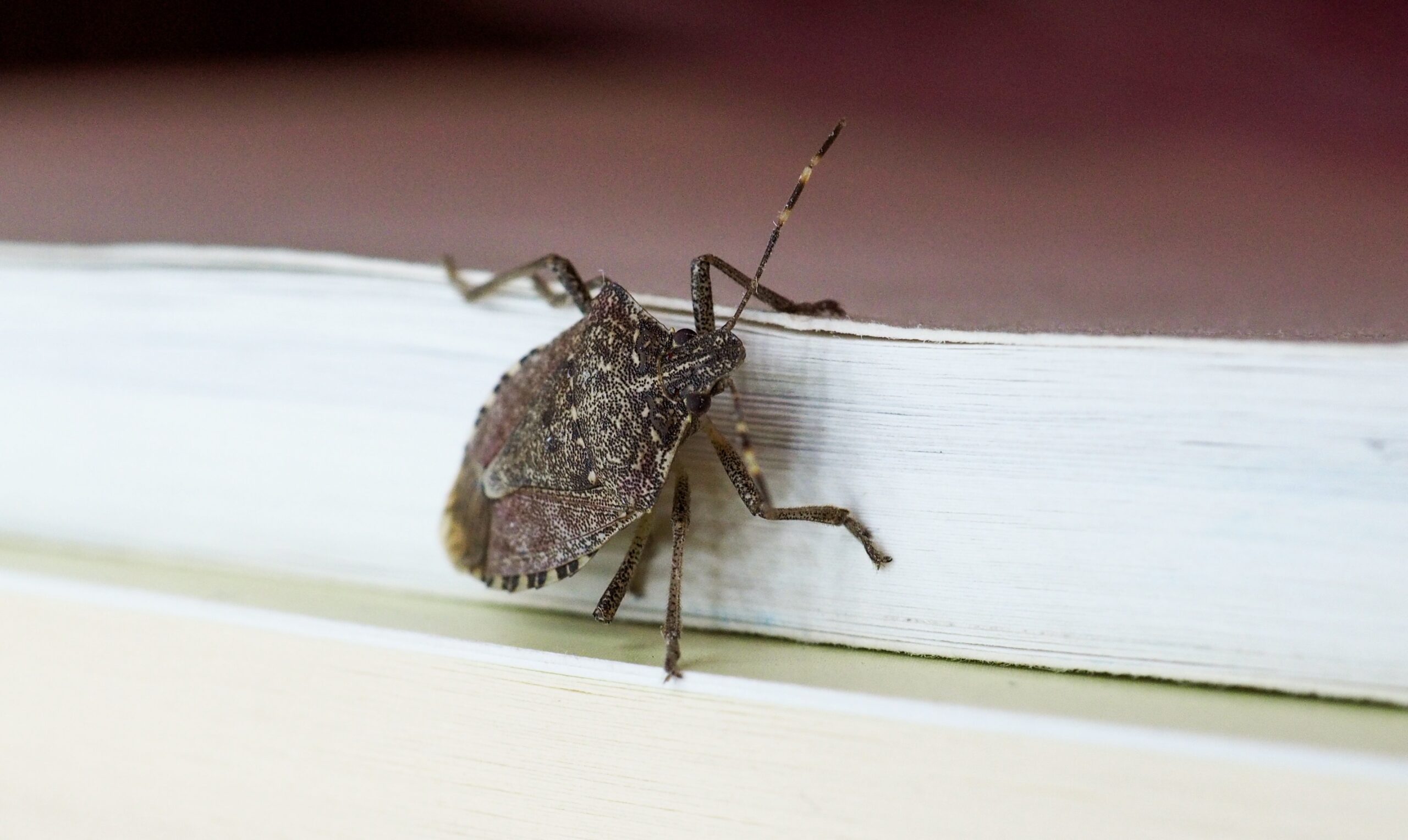 Say Goodbye To Stink Bugs: A Comprehensive Guide On How To Get Rid Of Them