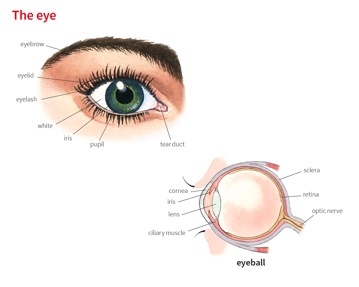 Unveiling The Mystery Of The White Of The Eye: Anatomy And Function