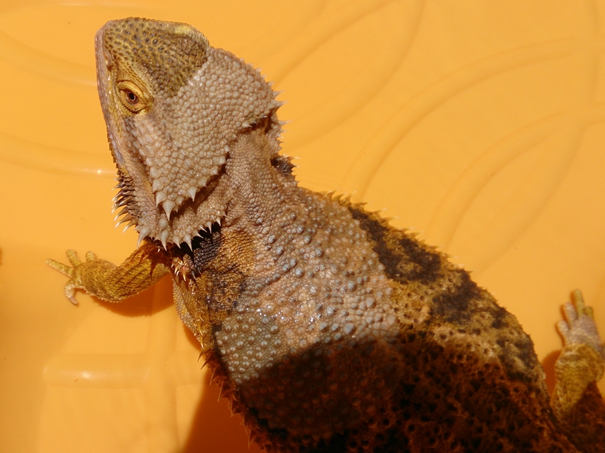 How Often Do Bearded Dragons Shed? A Comprehensive Guide