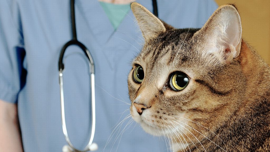 Expert Guide: How Often Do Cats Really Need Rabies Shots For Optimal Protection?
