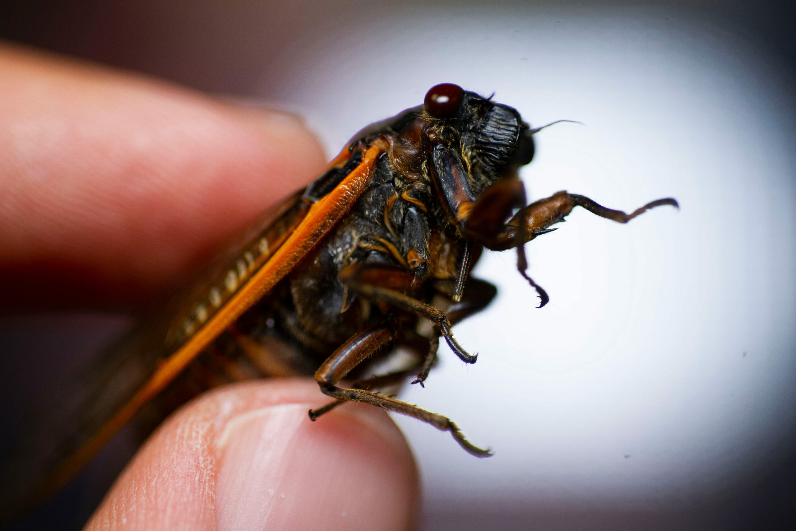 The Natural Rhythm Of Cicada Emergence: How Often Does It Occur?