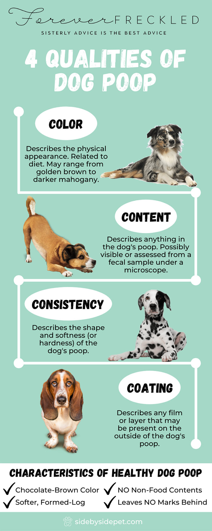 From Daily Dumps To Occasional Oops: Understanding How Often Dogs Poop