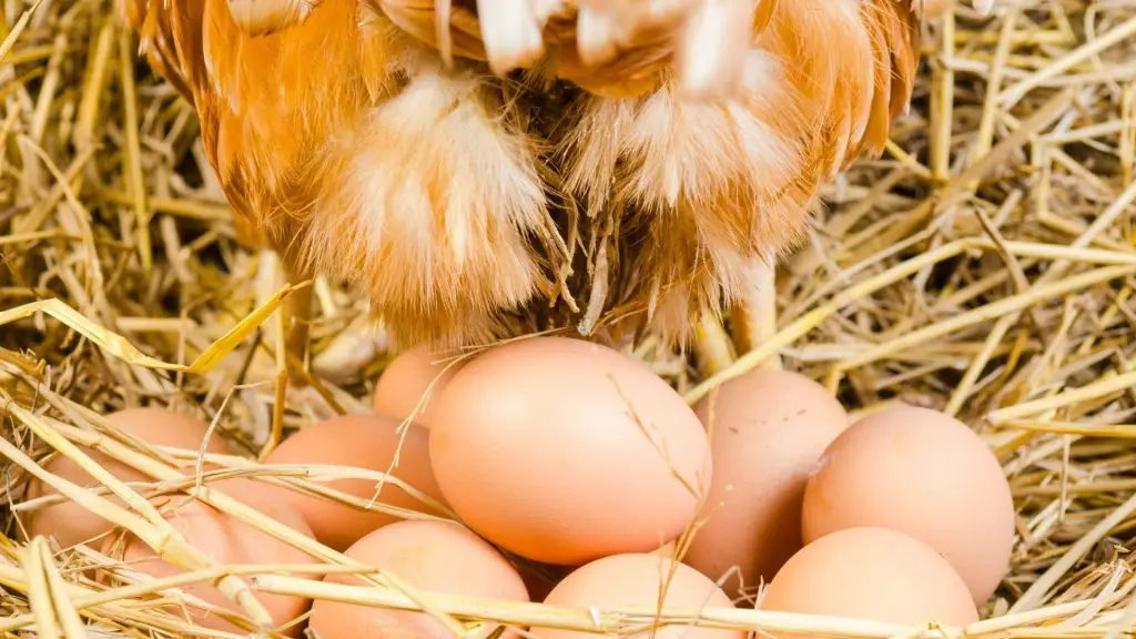 Cracking The Code: Understanding How Often Hens Lay Eggs