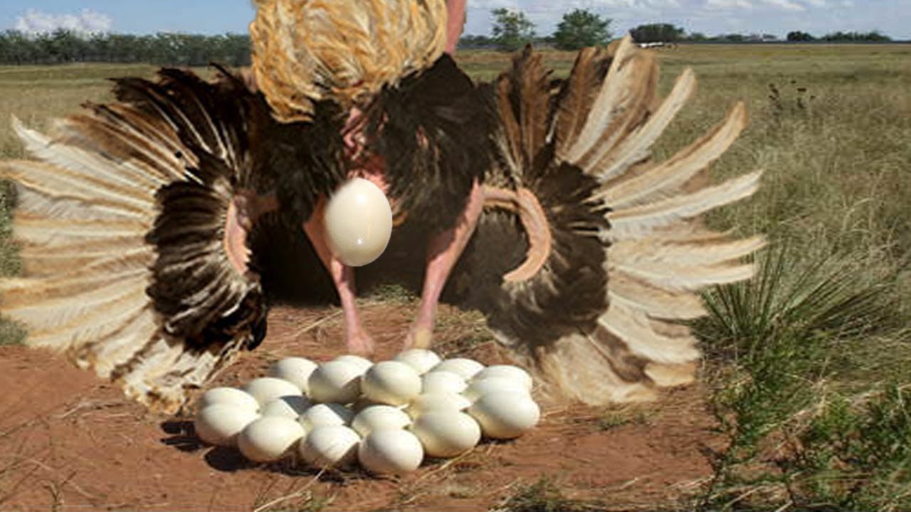 Cracking The Egg-laying Code Of Ostriches: How Often Is It?