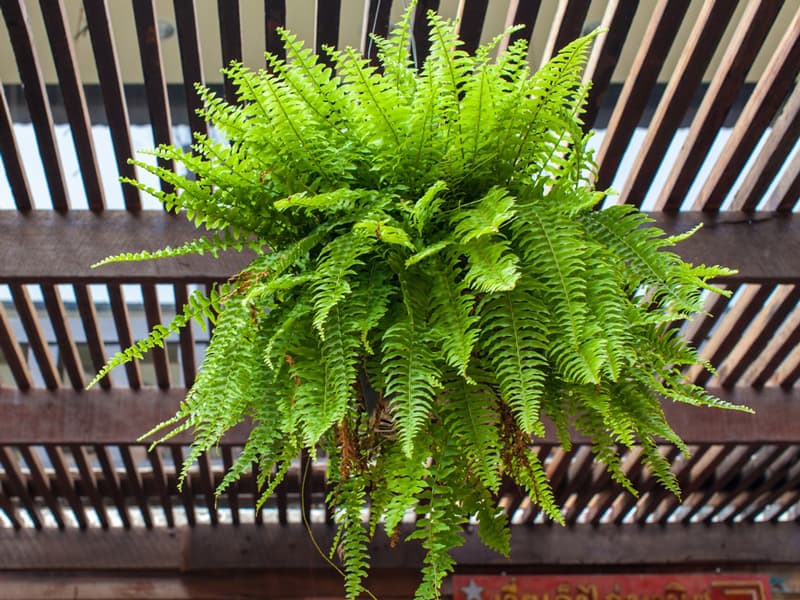 The Ultimate Watering Schedule For Ferns: How Often Is Just Right?