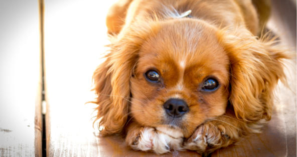 Keeping Your Dog Healthy: How Often Should You Worm Your Canine Companion?