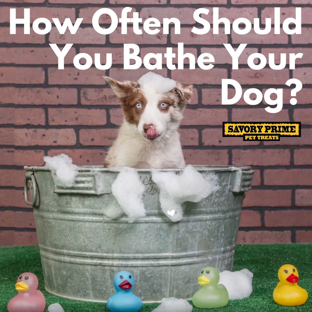 Keeping Fido Clean: How Often Should You Bathe Your Dog?