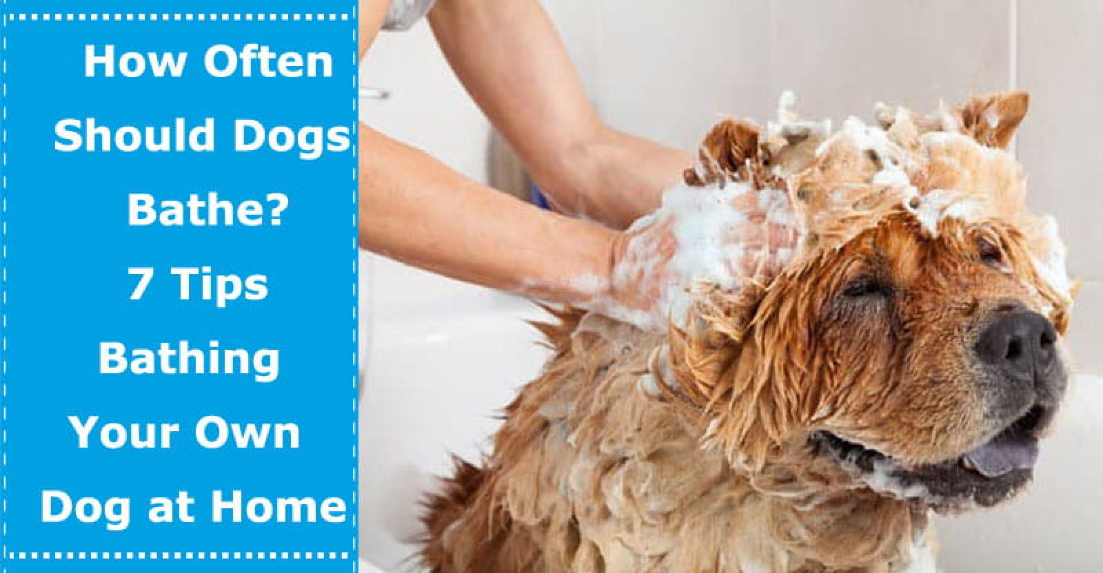 Expert Tips: How Often Should You Bathe Your Dog For Optimal Health And Hygiene?