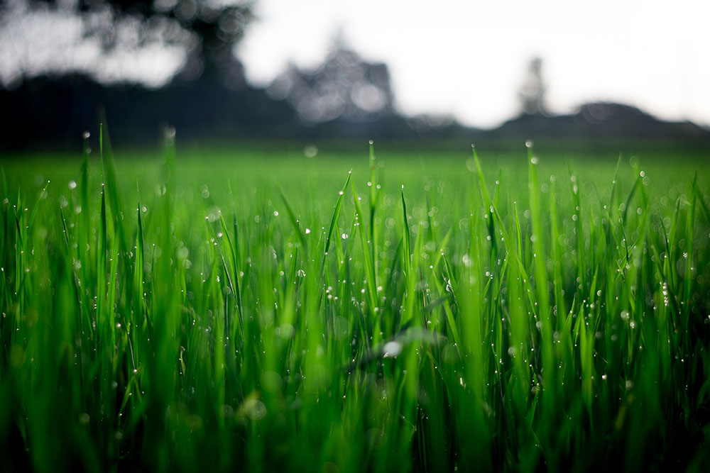 The Right Frequency: How Often To Fertilize Lawn For Optimal Growth And Nutrients
