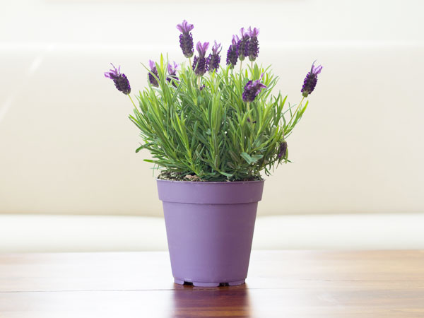 Unlocking The Secret To Healthy Lavender: How Often Should You Water?