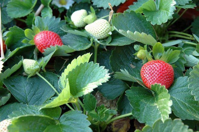Strawberry Care 101: The Importance Of Proper Watering Frequency For Optimal Growth