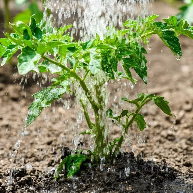 The Key To Thriving Tomato Plants: How Often Should You Water Them?