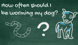 The Importance Of Regular Worming: How Often To Safeguard Your Dog's Well-Being