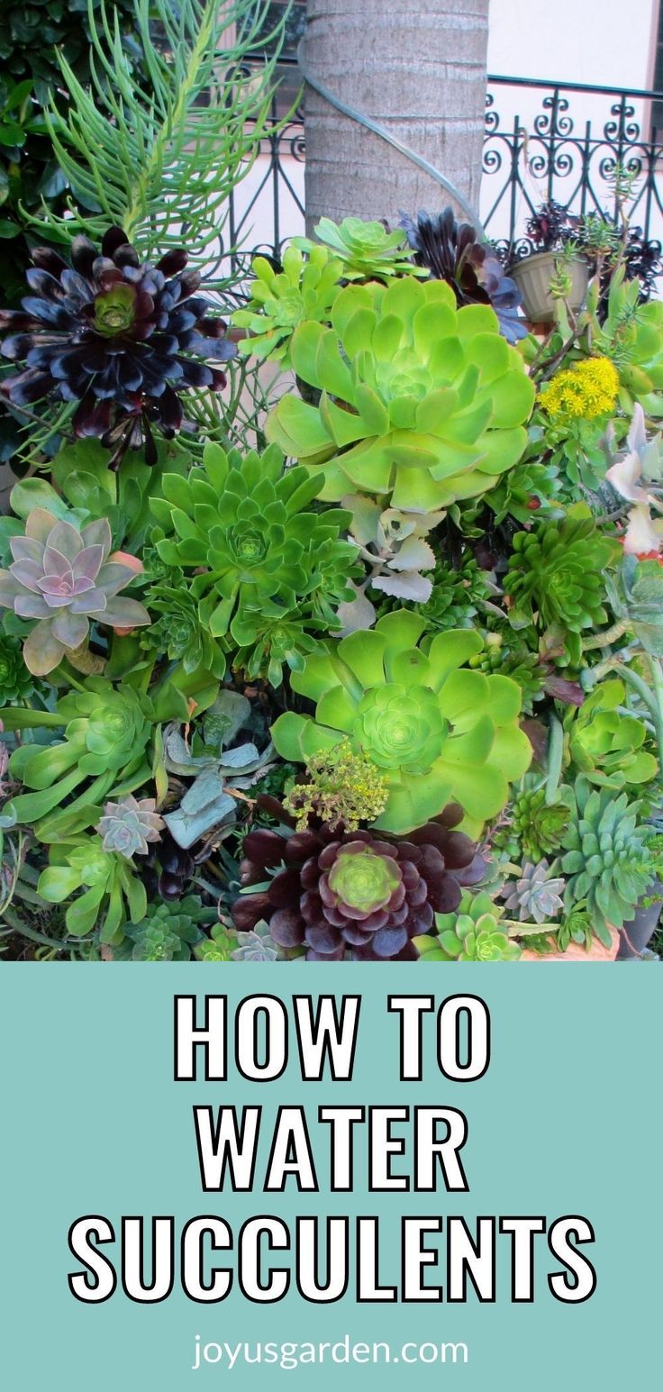 Succulent Care: How Often Should You Water Your Plants?