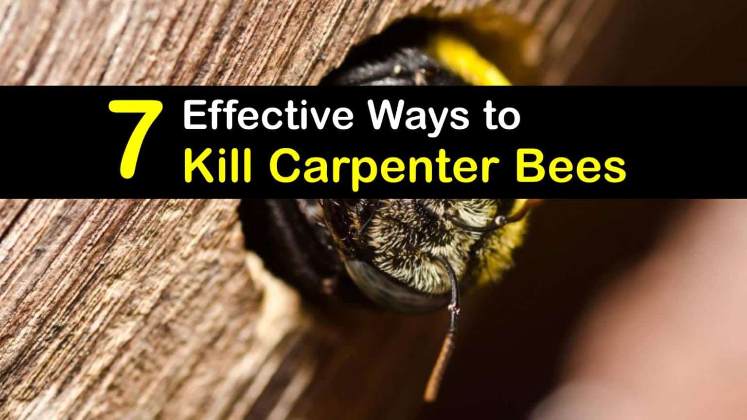 Eliminating Carpenter Bees: Tips And Tricks On How To Get Rid Of Them For Good