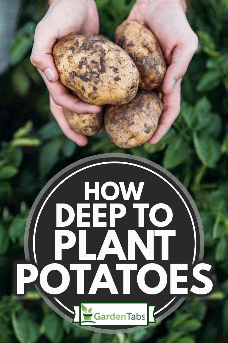 Planting Potatoes Made Easy: A Step-by-Step Guide