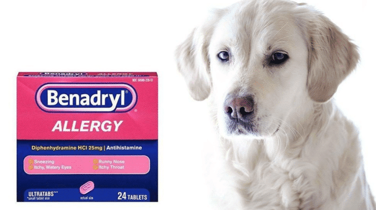 The Dos And Don'ts Of Giving Your Dog Benadryl: How Often Is Too Often?