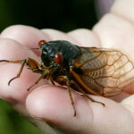 The Buzz On Cicadas: How Often Do They Make An Appearance?