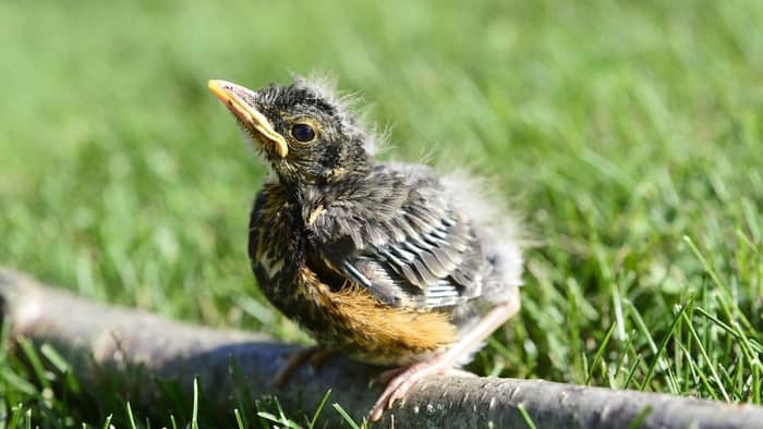 How Frequently Do Baby Birds Need To Eat? A Nutritionist's Perspective