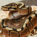 Revealing The Secrets Of Ball Python Shedding Frequency