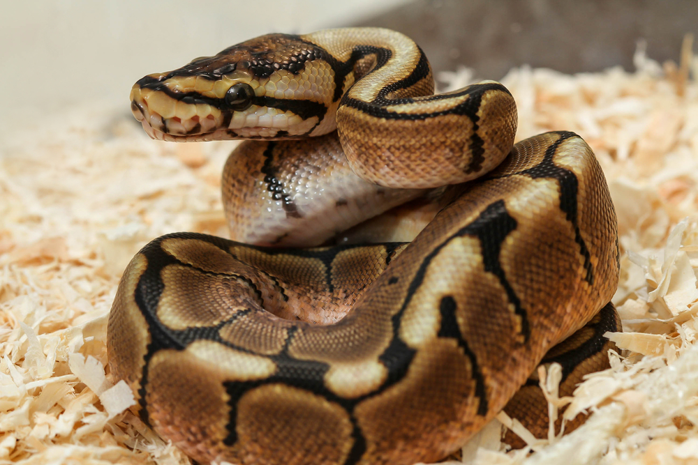 Revealing The Secrets Of Ball Python Shedding Frequency