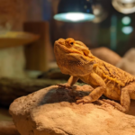 Bearded Dragon Poop 101: Everything You Need To Know About Their Bathroom Habits