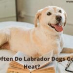 The Importance Of Knowing Your Dog's Heat Cycle Frequency For Responsible Pet Ownership