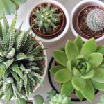 Succulents 101: Mastering The Art Of Watering Your Plants