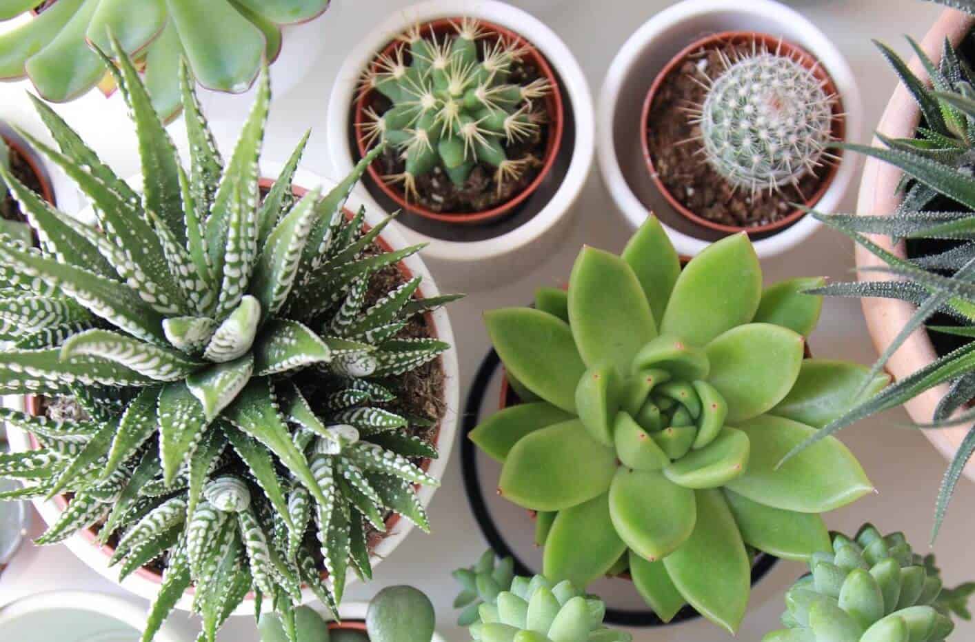 Succulents 101: Mastering The Art Of Watering Your Plants