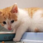 Discover How Often Kittens Eat: A Guide For New Cat Owners
