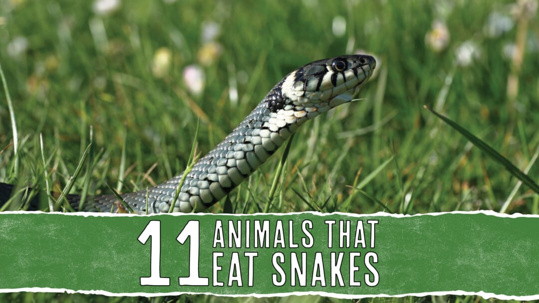 Unraveling The Mystery: How Often Do Snakes Eat?