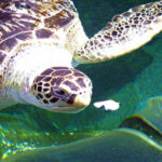 Unlocking The Mystery: How Often Do Turtles Eat? A Comprehensive Guide