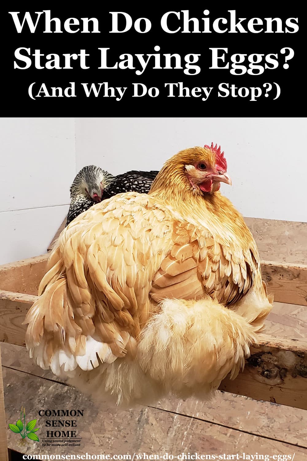 Cracking The Egg-Laying Code: Understanding How Often Chickens Lay Eggs