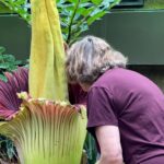 The Blooming Secret Of Corpse Flowers: How Often Does It Occur?