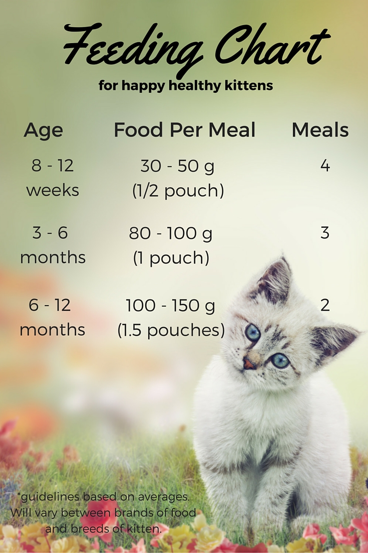 The Importance Of A Balanced Kitten Diet: How Often To Feed Your Furry Friend
