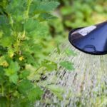 Watering Your Garden: Find The Perfect Balance For A Thriving Outdoor Oasis