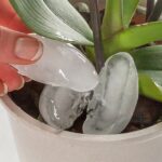 Orchid Care: How Often Should I Water My Plant?