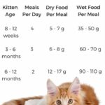 Kitten Feeding Schedule: How Often Should Your Furry Friend Eat?