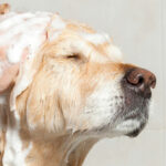 Unleashing The Truth: How Frequently Should You Bathe Your Furry Friend?
