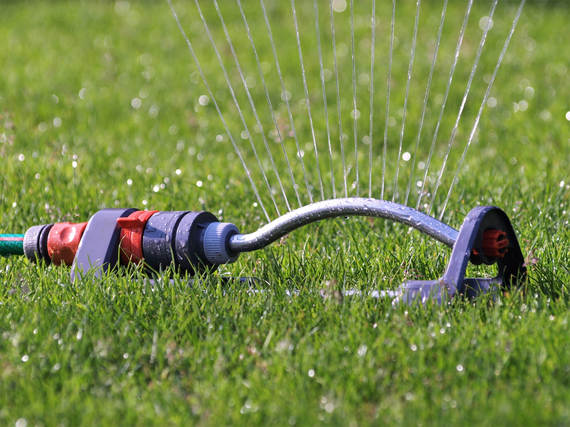 Maintaining A Healthy Lawn: Understanding The Optimal Watering Schedule For Grass Seed