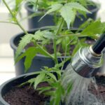 How Often Should You Water Outdoor Plants? Tips And Tricks For Proper Plant Hydration