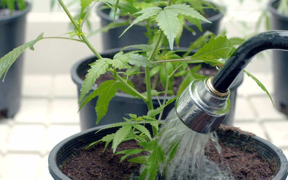 How Often Should You Water Outdoor Plants? Tips And Tricks For Proper Plant Hydration
