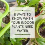 Maximizing Plant Health: The Importance Of Proper Watering Schedule For Optimal Growth