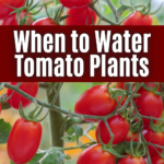 Watering Frequency For Tomato Plants: What You Need To Know For Successful Cultivation