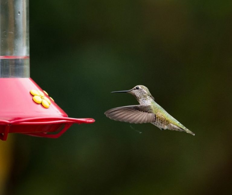 Satisfying Your Hummingbird's Needs: The Importance Of Replacing Feeders On Time