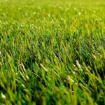 Cutting Grass: A Guide To Maintaining A Lush Lawn