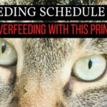 Feeding Your Feline: How Often To Feed Cats For Optimal Health