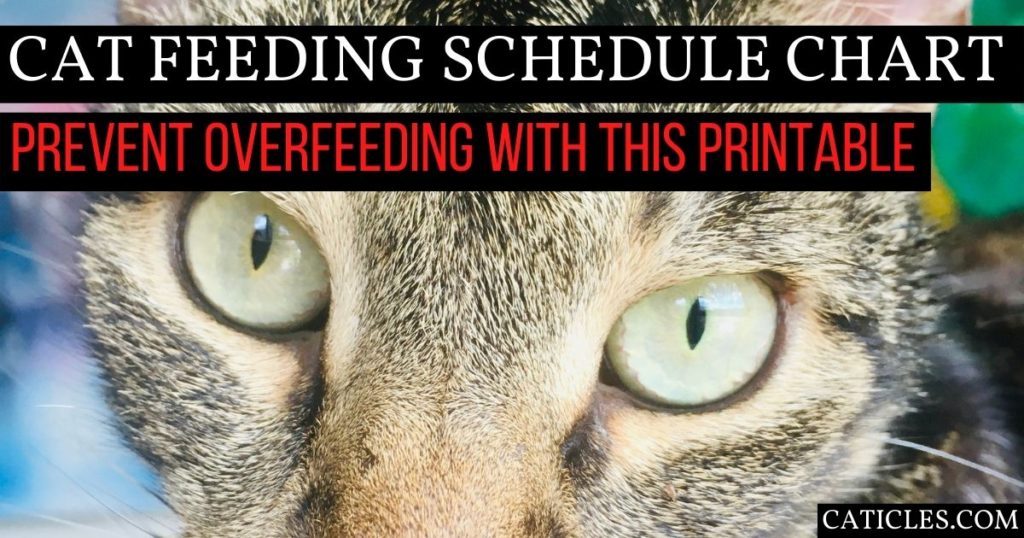 Feeding Your Feline: How Often To Feed Cats For Optimal Health