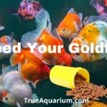 How Often To Feed Goldfish: A Comprehensive Guide For Proper Nutrition