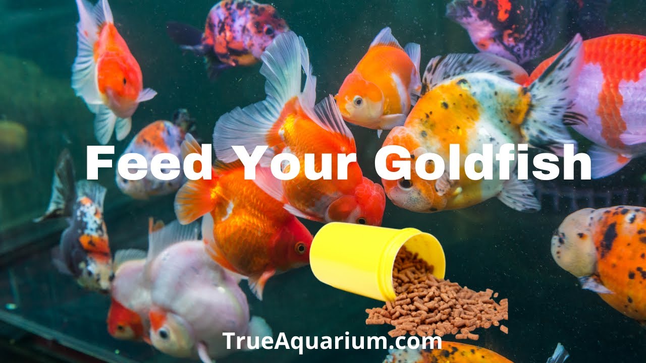 How Often To Feed Goldfish: A Comprehensive Guide For Proper Nutrition